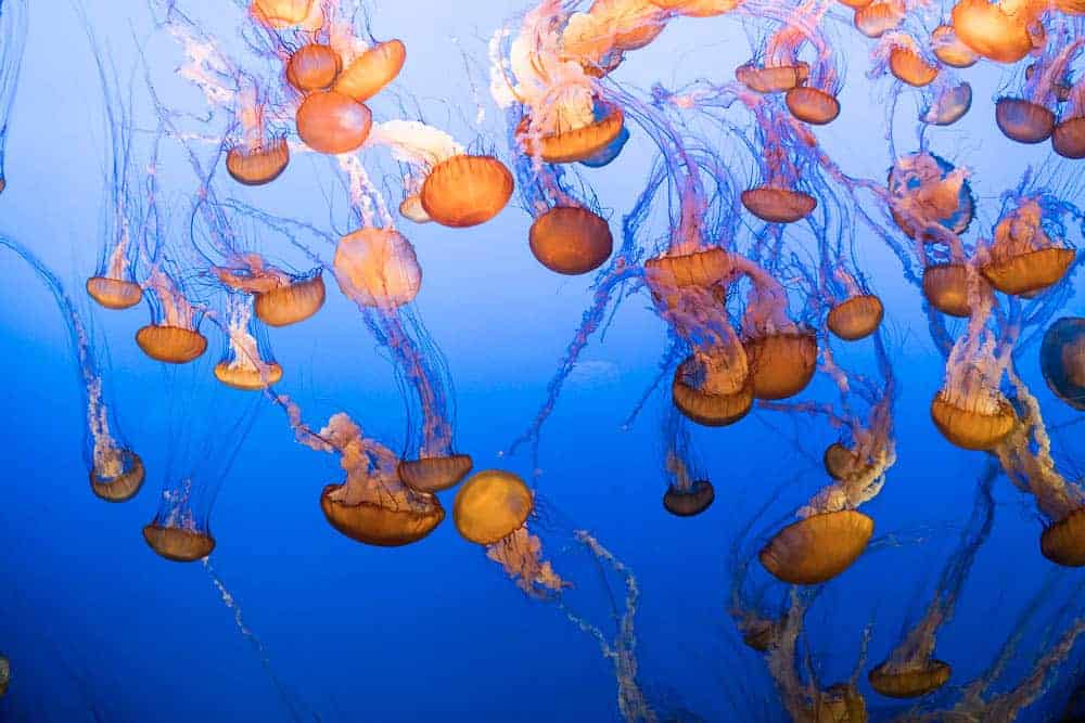 jellyfish at monterey bay aquarium